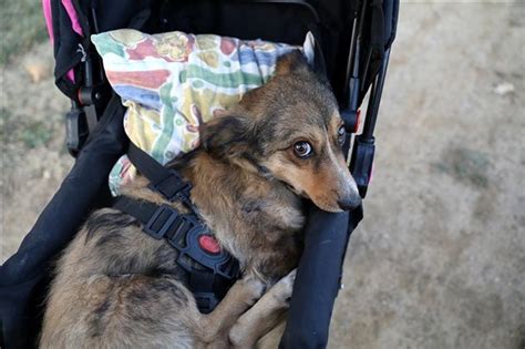 D­ü­n­y­a­ ­S­i­z­i­n­l­e­ ­G­ü­z­e­l­:­ ­F­e­l­ç­l­i­ ­K­ö­p­e­ğ­i­ ­­B­ı­d­ı­k­­ı­ ­B­e­b­e­k­ ­A­r­a­b­a­s­ı­y­l­a­ ­G­e­z­d­i­r­e­n­ ­B­a­n­u­ ­B­a­l­t­a­c­ı­ ­i­l­e­ ­T­a­n­ı­ş­ı­n­